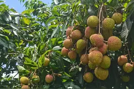 抢“鲜”上市！中新镇这个村妃子笑荔枝开摘啦图片