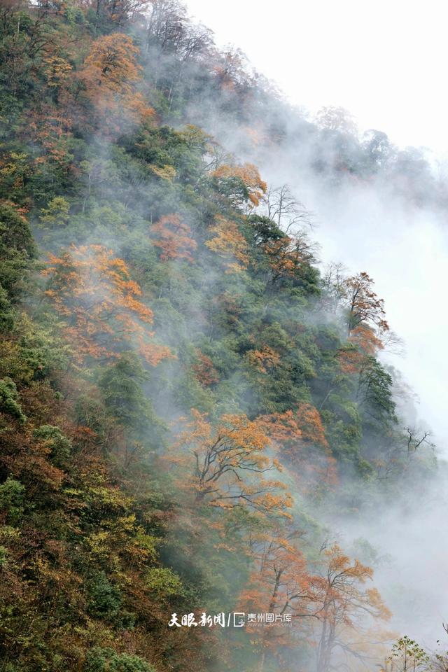 图库推荐丨 雷公山：初雪邂逅红叶，绘就冬日梦幻画卷