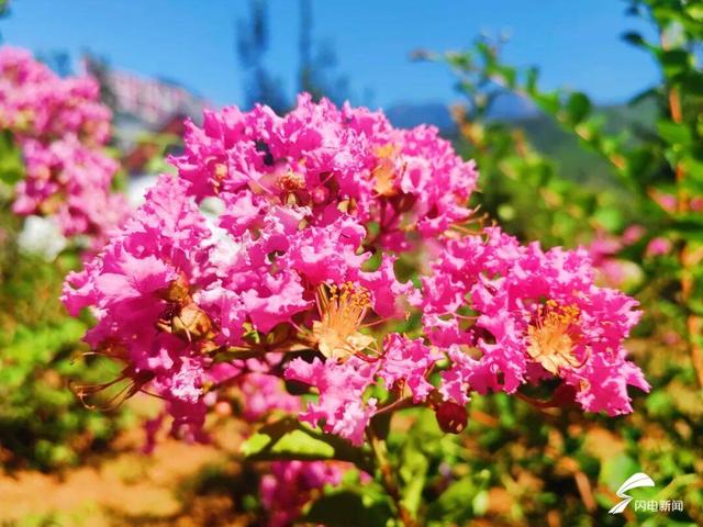 组图丨泰山虎山公园：紫薇花开 惊艳盛夏