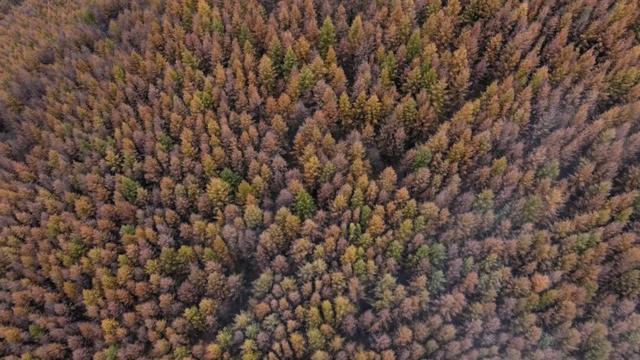 金秋五台山 醉美山色入画来