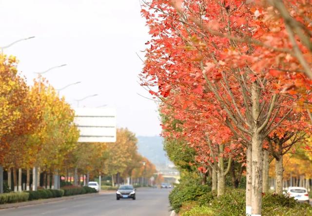 这含“金”量，不摆啦！贵阳的秋天，谁懂？