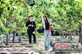保定竞秀区：大棚樱桃采摘正当时图片