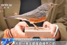 城市玻璃幕墙居然成了“鸟类杀手”？图片