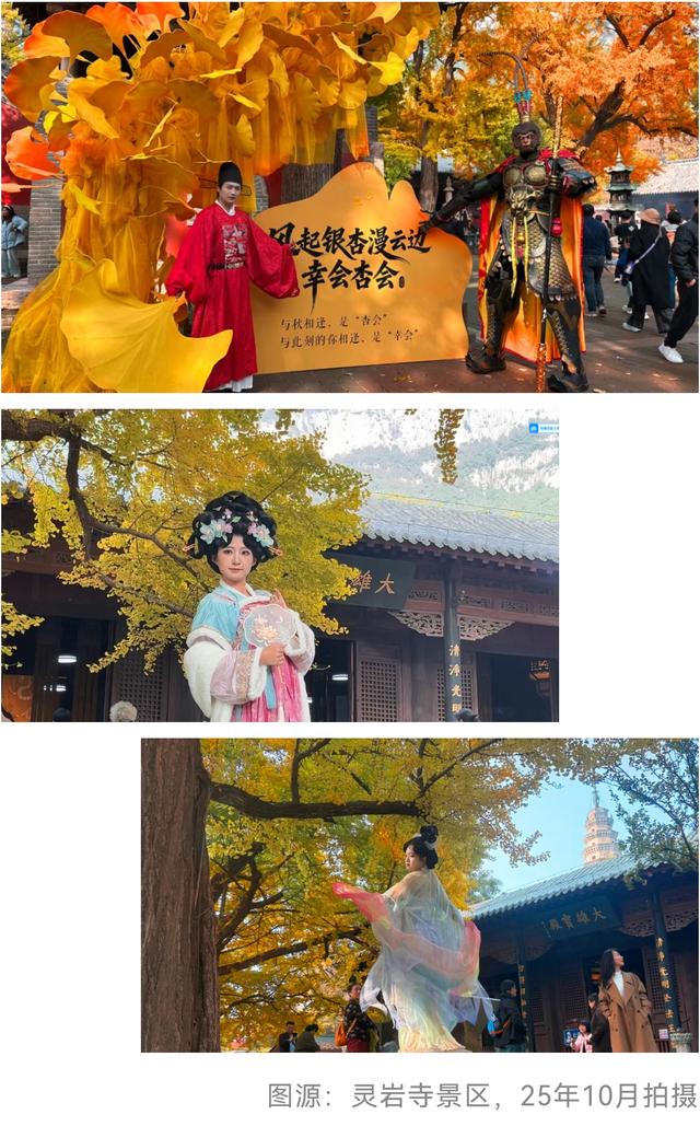 最后几天“黄金期”！济南的这些千年银杏等你打卡！