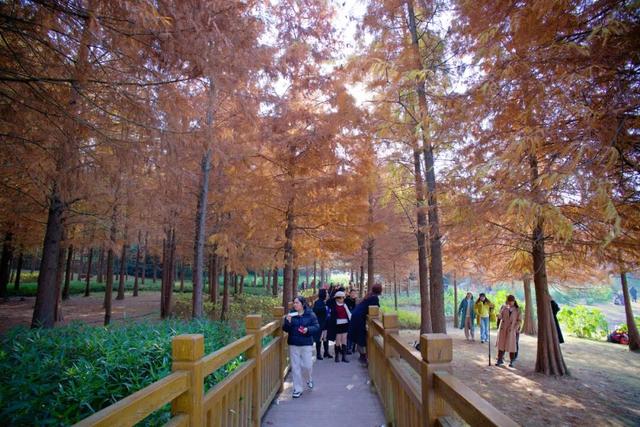 德阳冬日“顶流”！出片率100%！