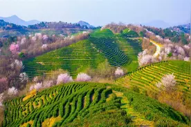 赏樱无需购票！大悟1万余亩野樱开了图片