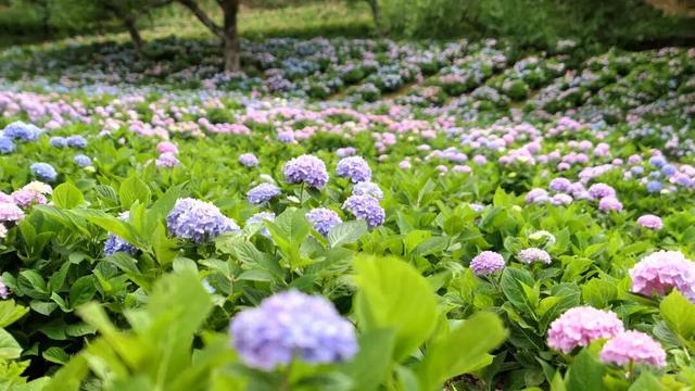 「听 · 吧」徜徉在漾濞的山水间