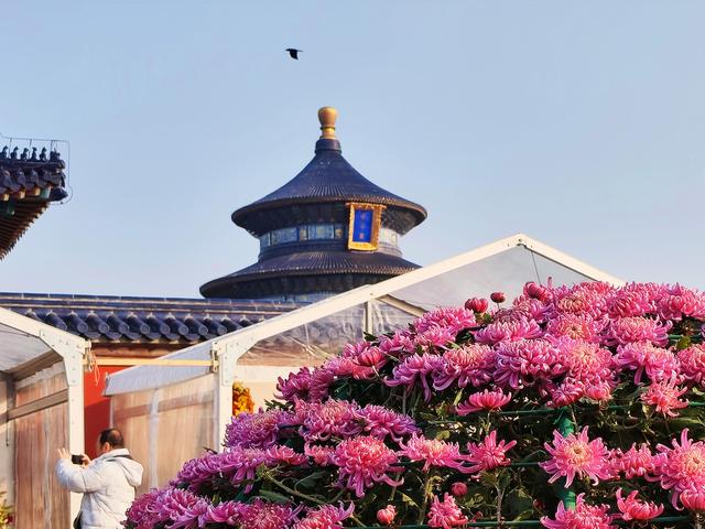 恢弘祈年殿与清雅菊花同框！天坛公园第44届菊展启幕