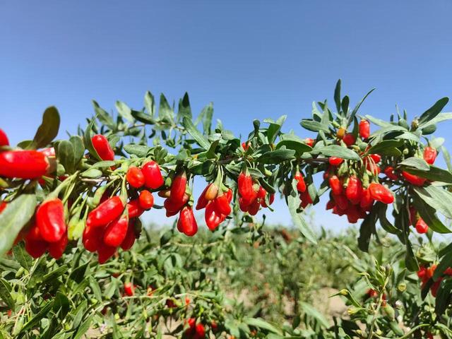 谁说西北只有荒漠？青海海西为你解锁旅行“隐藏款”