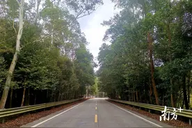 化州市合江镇：省道沿线大扫除，返乡路上风景美图片