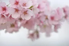长沙“校花”！惊艳吗？图片