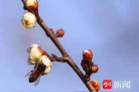 腊月好图景！寒冬腊月梅花开，蜜蜂出巢来寻花图片