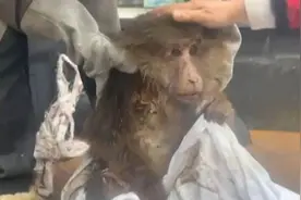 峨眉山老猴王“争霸”中险丧命 救助人员：伤口已愈合，但无法返回猴群图片