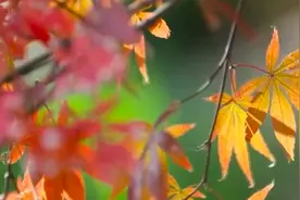 彩林与雪山同框，赏叶正当时，一起“云游”神州大地俯瞰壮丽山河图片
