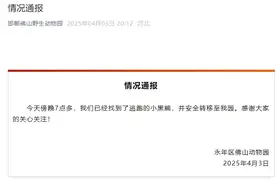全网通缉的“在逃熊”找到了！与熊狭路相逢如何逃生？图片
