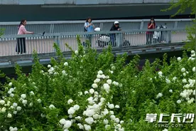 芳菲四月，琼花盛放丨一路繁花 醉美长沙④图片