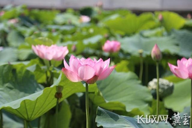 河北迁安：“荷”美乡村扮靓田园风光