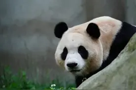 旅韩大熊猫“福宝”正式与公众见面图片