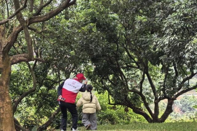 家园共育新实践，光明这所幼儿园带娃登山探自然，高质量陪伴不缺席