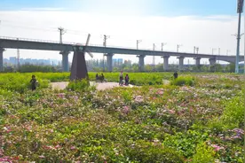 山东日照：波斯菊的花海盛宴图片