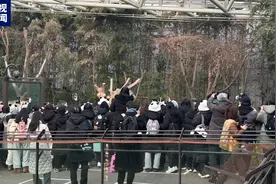 大熊猫“福宝”回国前最后一日公众展出 数千韩国民众前往送别图片