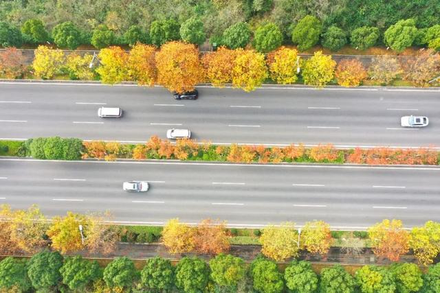 这含“金”量，不摆啦！贵阳的秋天，谁懂？