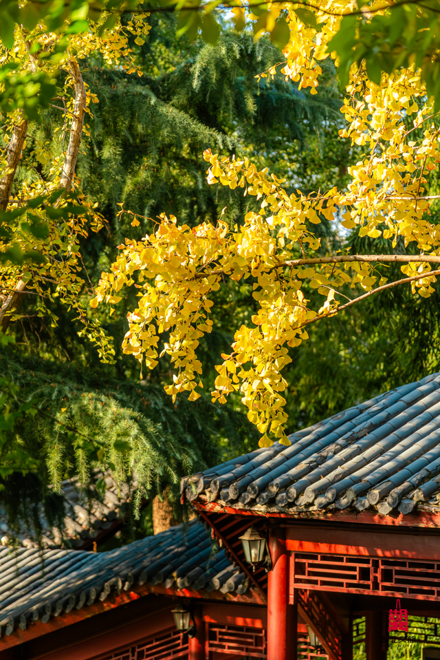 湖北这6座公园,你去过一半算我输!