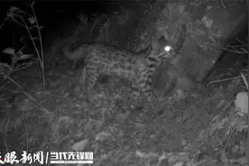 小灵猫、黑鹳和南方红豆杉 3种国家一级重点保护野生动植物现身仁怀图片