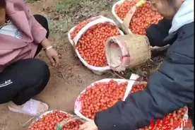 四川第一批“恩桃儿”上市了，成都本地樱桃还要等好久？记者打探→图片