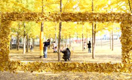 赴一场黄河与银杏的约会