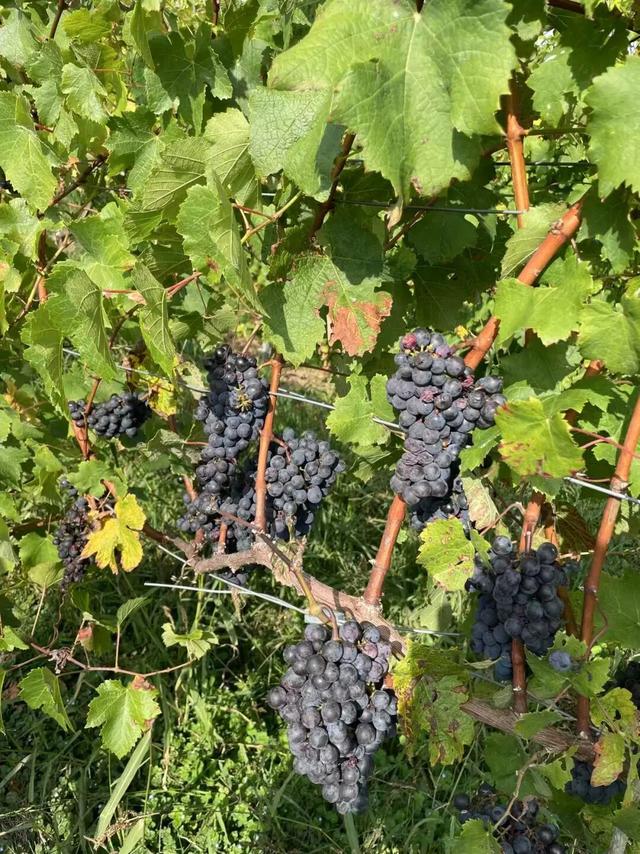 西班牙旅行随笔之坎塔布里亚（下）