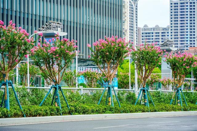 花开四季扮靓城市环线，古城武昌变身“花都”