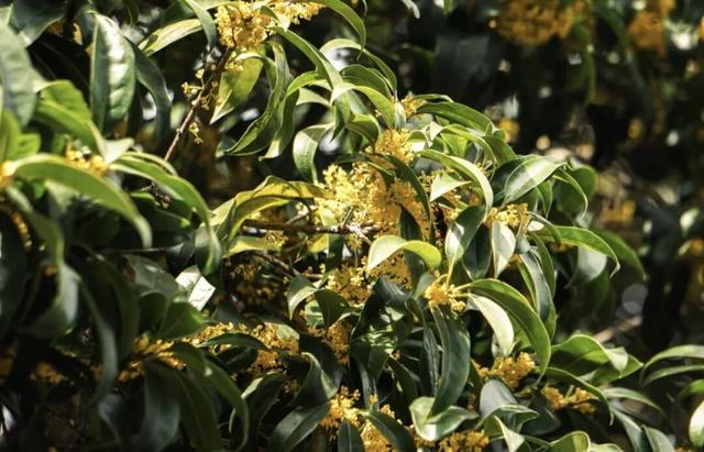 你闻到了吗？福州这些地方好香！