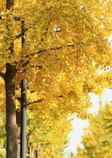 错过再等一年！郑州10大银杏观赏地推荐！