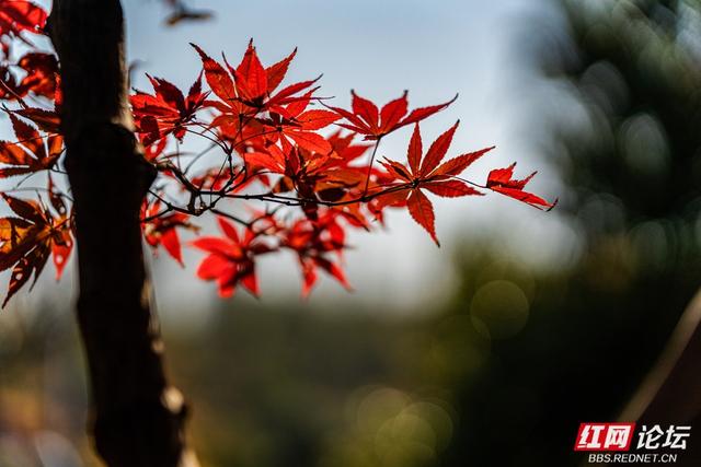 藏在长沙的冬日惊喜：乐喜湖的草木，还在演绎秋的余温