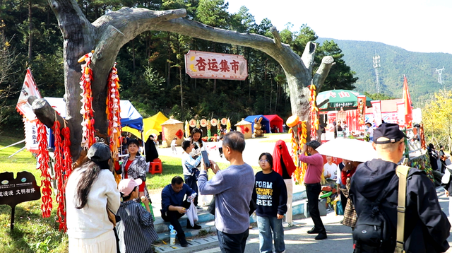 双牌：银杏黄 乡村火 “风景”变“产业”