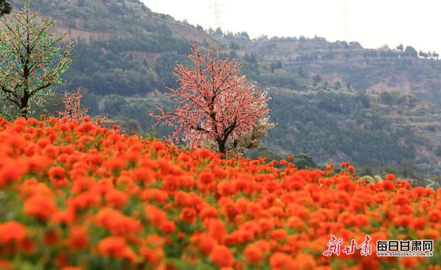 武都区南山万寿菊盛放引客来