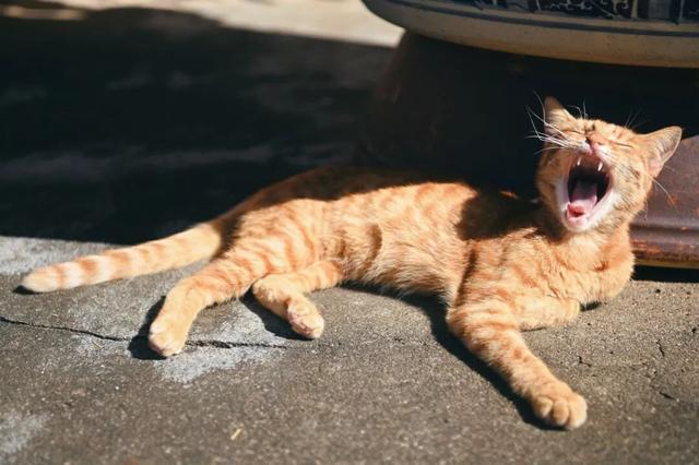 安纳班纳·泰宁 | 在时间的褶皱里，呼吸一场丹霞旧梦