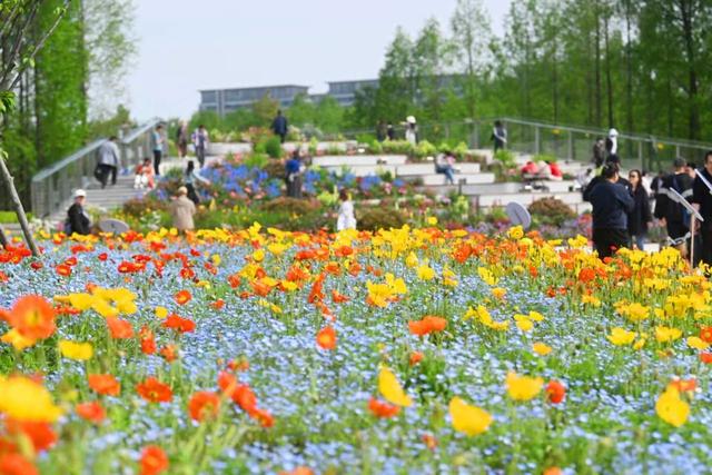 繁花绽浦东！2026上海国际花卉节浦东分会场将启幕