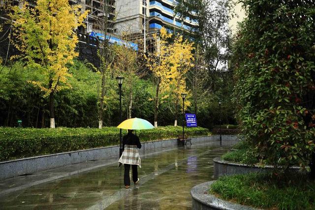 诗画冬日鹤峰：溇水波光里 银杏写诗篇