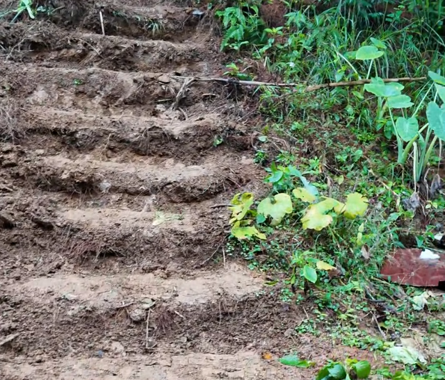 票价20元！最“寒酸”动物园火了！仅有一位七旬安徽宿州老人管理