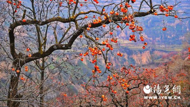 免费采摘引客来！咸阳彬州罗店村柿子红透啦