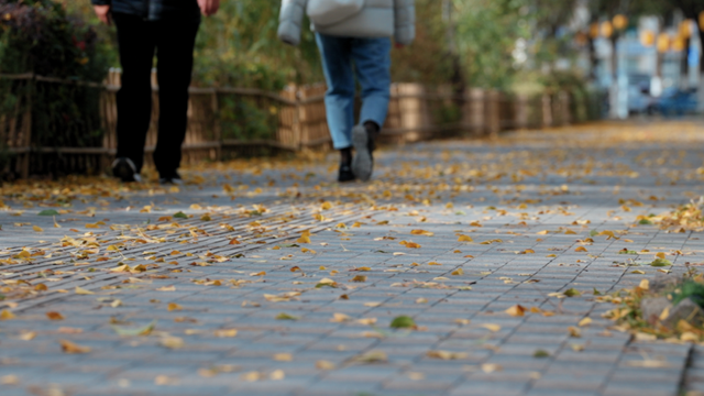 不扫的金叶，是罗店藏在碎金光影里的秋日私语