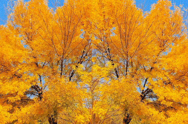 错过再等一年！郑州10大银杏观赏地推荐！