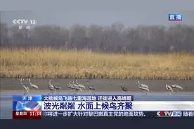 无人机巡检、定位追踪…… 迁徙季保护候鸟还有这些黑科技图片