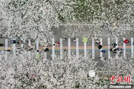 长沙满园樱花盛开 游人邂逅春日美景图片