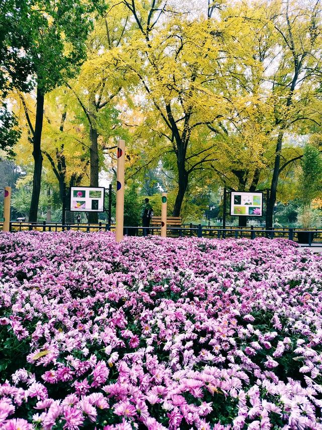重阳紫竹院，菊香漫园