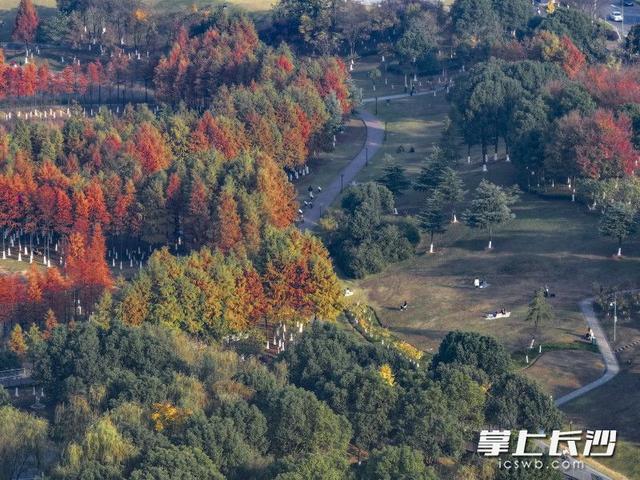 美不胜收！长沙县藏着一个五彩斑斓的秋丨组图
