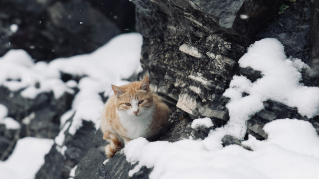 快，晒出你手机里2026年的第一场雪！