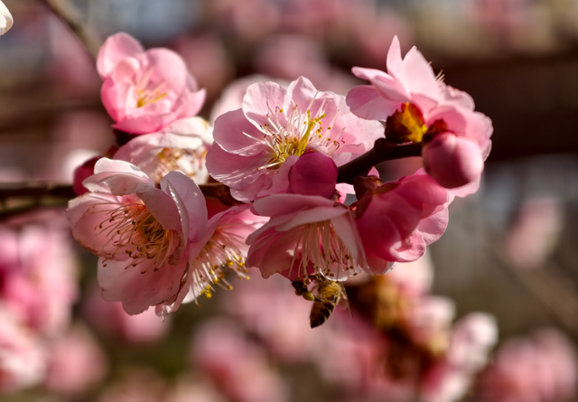 快冲！即将开遍日照！